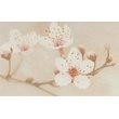 Сакура кор 250*400 рис.4