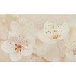 Сакура кор 250*400 рис.8